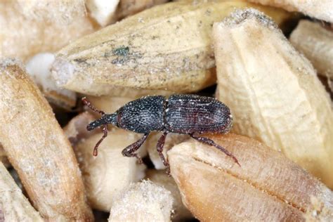 Foto del gorgojo del trigo adulto (Sitophilus granarius)