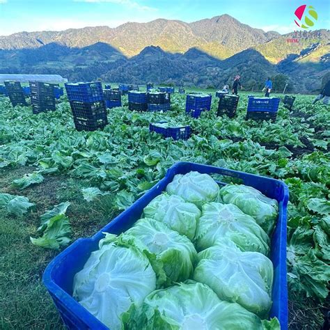 Fotografía de una lechuga recién cosechada, mostrando la frescura y la calidad de las hojas.