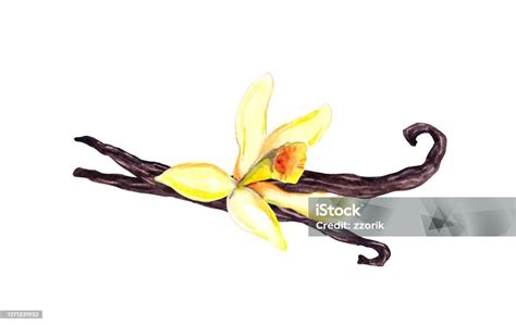 Ilustración de la flor de orquídea de vainilla y sus vainas.