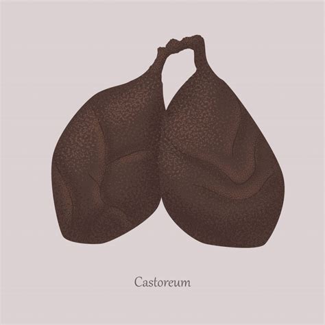 Fotografía de las glándulas de castor (saco castóreo).