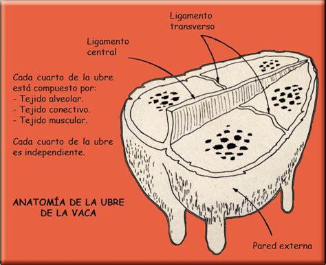 Esquema comparativo de la ubre de una vaca (con cisterna) frente a la ubre de una burra (sin cisterna, requiriendo estimulación constante)