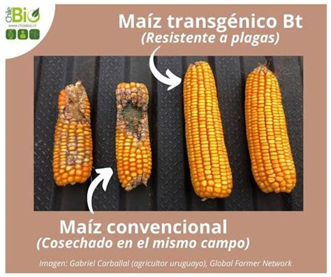 Comparación visual de sémola de maíz convencional e instantánea