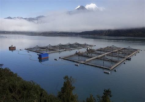 Panorama de fiordos patagónicos con instalaciones de salmoneras