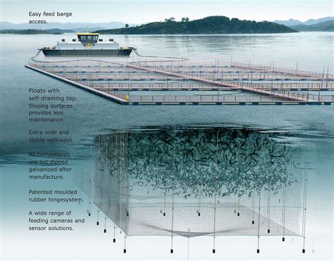 Esquema de una jaula de cultivo de salmones y los impactos de los residuos orgánicos
