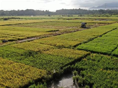 Vista aérea de un arrozal inundado en fase de crecimiento