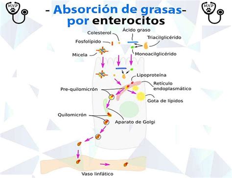 Diagrama: Proceso de absorción de grasas en alimentos fritos y su efecto negativo en las arterias.