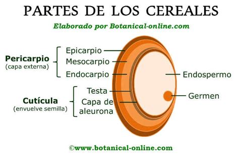 Esquema de las partes de un grano de cereal: salvado, germen y endospermo.