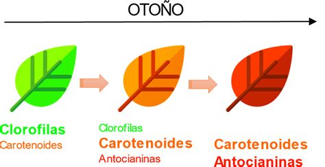 Esquema de los pigmentos principales en la piel de la manzana: antocianinas, carotenoides y clorofilas.