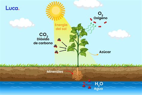 Gráfico comparativo: fotosíntesis y acumulación de azúcares según la temperatura ambiental.