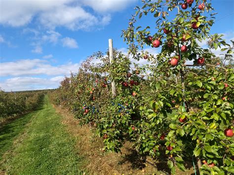Huerto de manzanas mostrando coloración roja de la piel al momento de cosecha.
