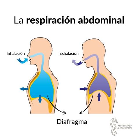 Diagrama de la respiración abdominal