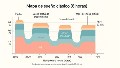 Representación gráfica de las fases del sueño