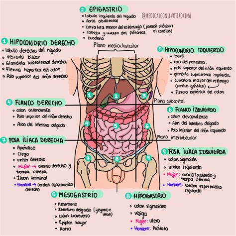 Diagrama anatómico del abdomen humano señalando diferentes regiones y órganos para ilustrar la localización del dolor.