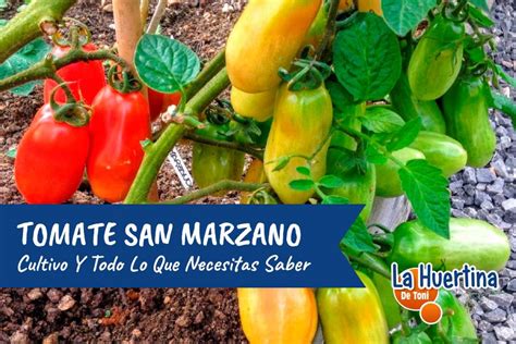 Comparativa de tomates: San Marzano vs. Tomate Pera