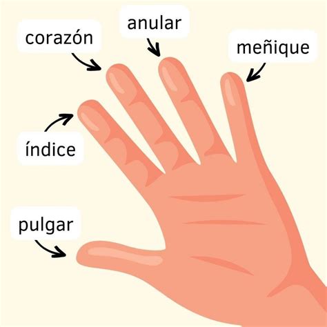 Diagrama de una guitarra con enfoque en la mano derecha para el pulgar y los dedos