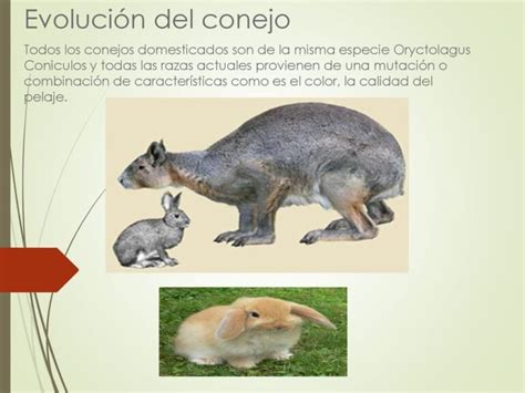 Ilustración histórica sobre el origen del conejo de Pascua y su evolución hacia la figura de chocolate.