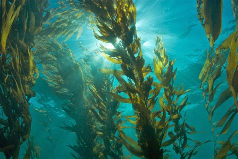 Foto de algas marinas o del polvo de agar-agar