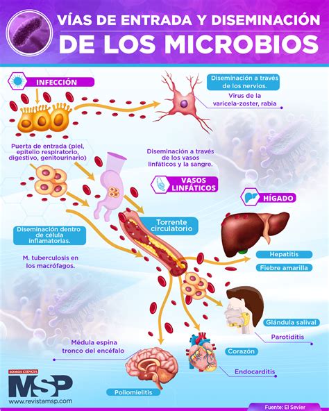 Esquema de las principales vías de contaminación microbiana en la cadena de producción cárnica