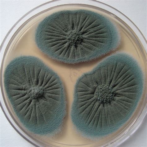 Foto macro de moho Penicillium en la superficie de un embutido curado