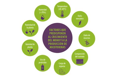 Infografía sobre los efectos de las micotoxinas en la salud humana y animal