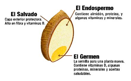 Esquema comparativo del grano de cereal: partes (salvado, endospermo y germen) y sus nutrientes asociados.