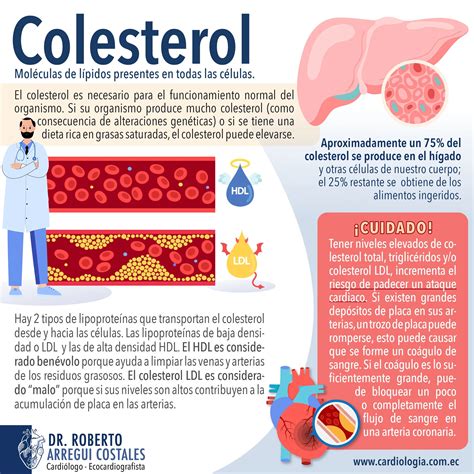 Infografía mostrando los efectos de los porotos en la reducción del colesterol LDL, control de la presión arterial y regulación del peso corporal.