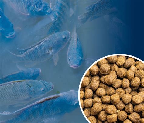 Alimento para salmón de acuicultura