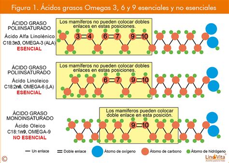 Representación molecular de ácidos grasos omega-3