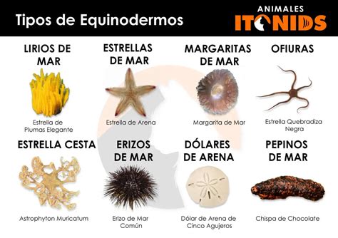 Infografía clasificatoria que divide a los mariscos en tres grandes grupos: crustáceos, moluscos y equinodermos.
