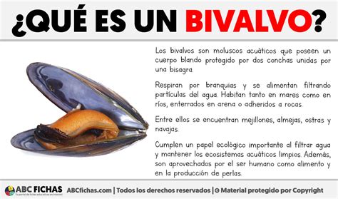 Ilustración detallada mostrando las diferencias morfológicas entre un crustáceo, un molusco bivalvo y un cefalópodo.