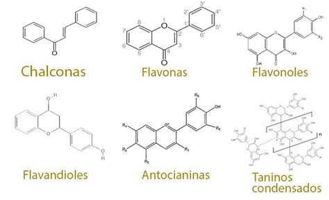 Ilustración de los flavonoides y sus propiedades antioxidantes en el cacao.
