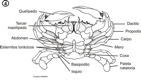 Esquema anatómico básico de un crustáceo decápodo mostrando el exoesqueleto y la disposición de las diez patas.