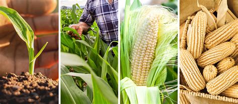 Representación gráfica de la competencia de malezas con el cultivo de maíz por recursos esenciales.