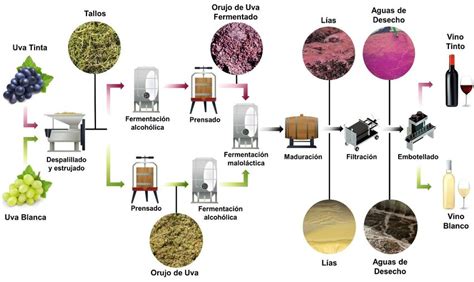 Esquema del proceso de producción de vino de hielo, mostrando uvas congeladas en la vid y el prensado