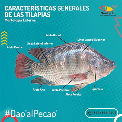 Esquema de las principales características físicas de la tilapia, incluyendo escamas, tamaño y coloración.