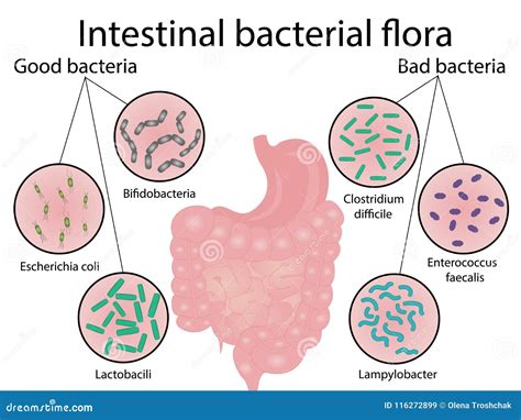 Ilustración esquemática de la flora intestinal con bacterias beneficiosas y perjudiciales