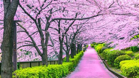 Campo de cerezos en flor en Japón