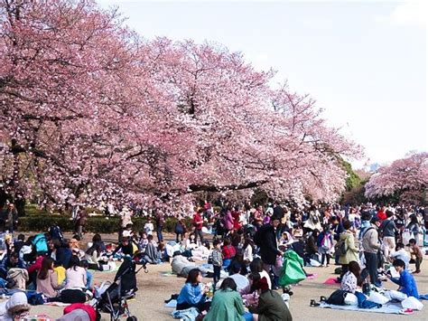 Ilustración de personas celebrando el Hanami bajo cerezos en flor