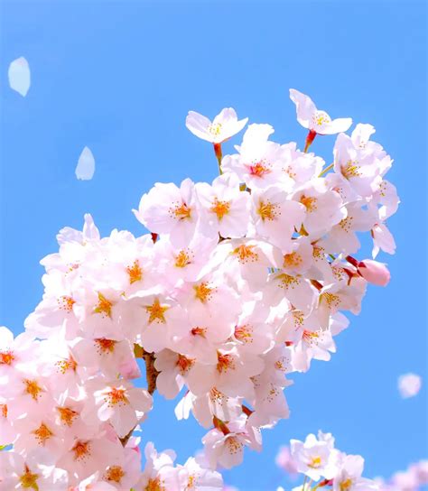 Infografía: proceso de salazón de flores de cerezo