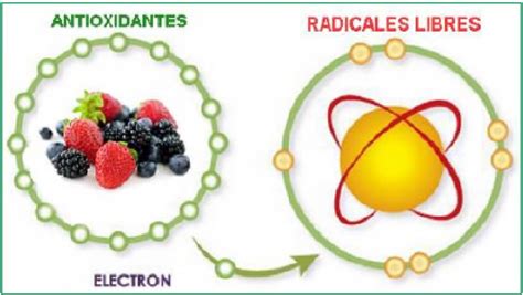 Ilustración que muestra la acción de los antioxidantes en el cuerpo humano.