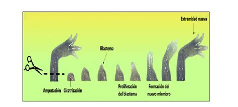 Esquema del proceso de autotomía y regeneración de una extremidad de crustáceo