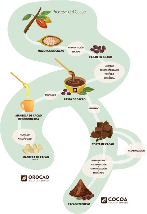 Ilustración del proceso de obtención del cacao en polvo desde el grano hasta el producto final