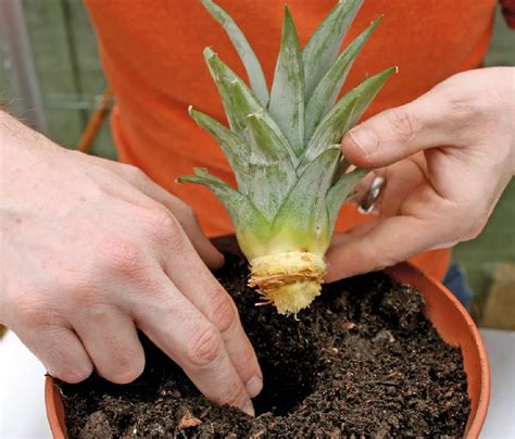 Esquema de cómo plantar una corona de piña en una maceta, mostrando la base de las hojas sobre la tierra