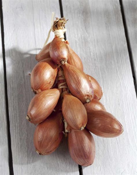 Variedades de chalotas: marrones, rosadas y tipo plátano