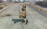 Foto de Albóndiga (Dogmeat) en Fallout 4