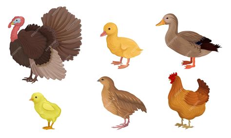 Esquema anatómico comparativo de las principales aves de corral (gallina, pato, pavo, codorniz)