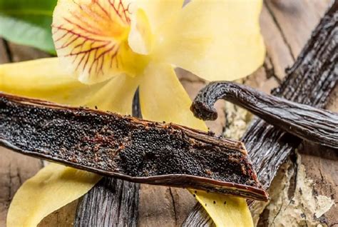 imagen de una vaina de vainilla abierta, mostrando las pequeñas semillas negras en su interior.