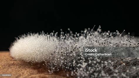 Fotografía macro de moho alimentario con apariencia voluminosa