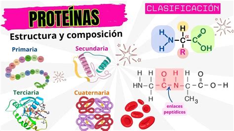 Esquema de composición de una ensalada equilibrada: base verde, fuente de proteína, elementos crujientes y aliño emulsionado.