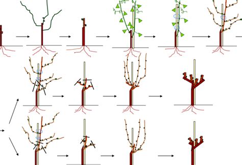 Esquema de poda adecuada para la cosecha